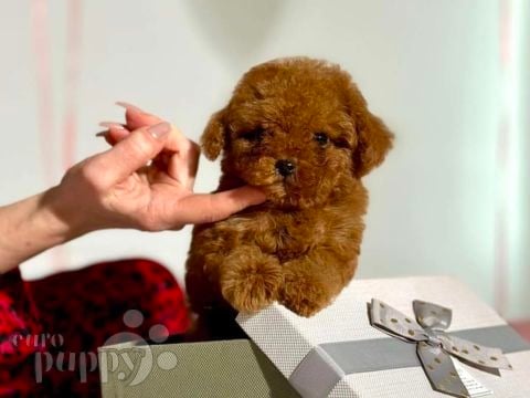 Toy Poodle cachorro en venta