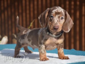 Beagle dachshund mix clearance puppies for sale