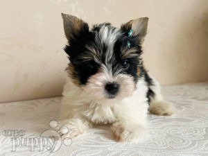 White yorkie puppies for 2024 sale