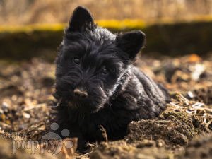 Scottish Terrier welpen kaufen
