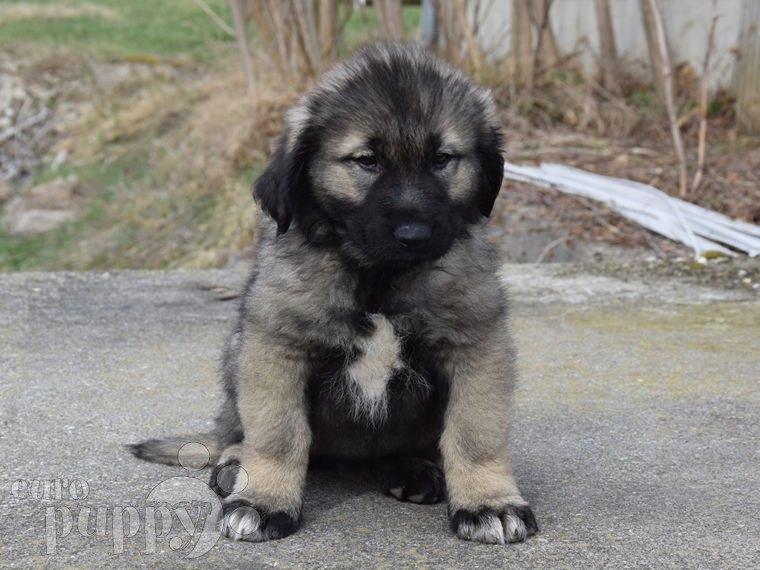 Sarplaninac puppy for sale