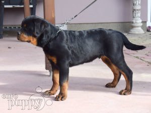 Rottweiler cachorro en venta