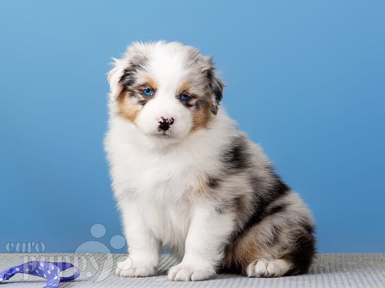 Small dog breed puppies for sale hot sale near me