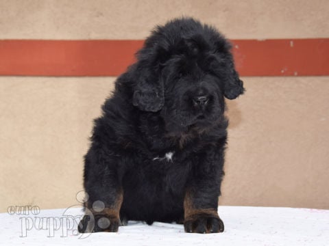 Mastín Tibetano cachorro en venta