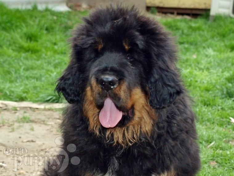 Mastín Tibetano cachorro en venta