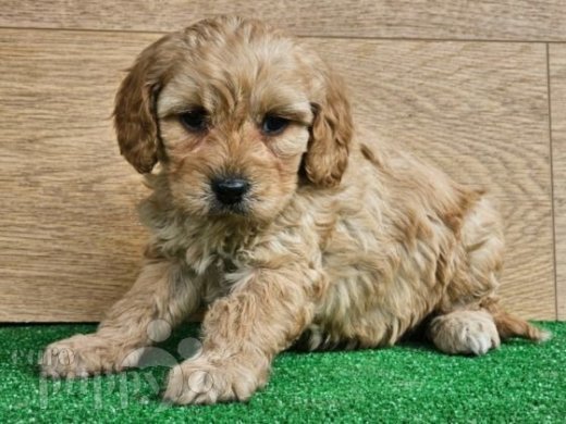 Find your Fila Brasileiro puppy for sale