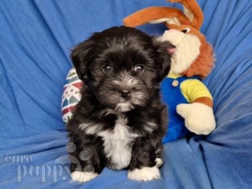 Havaneser puppy for sale
