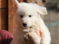 Pastor Blanco Suizo cachorro en venta