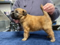 Soft Coated Wheaten Terrier cachorro en venta