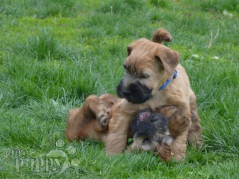 Irish Soft Coated Wheaten Terrier welpen kaufen