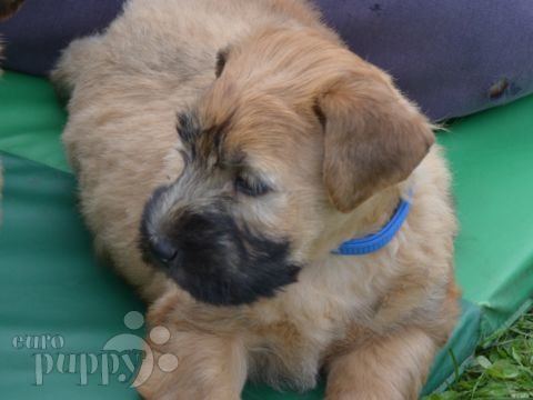 Soft Coated Wheaten Terrier cachorro en venta