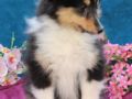 Shetland Sheepdog puppy for sale
