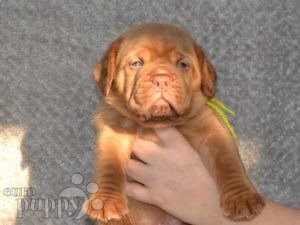 French Mastiff puppy for sale