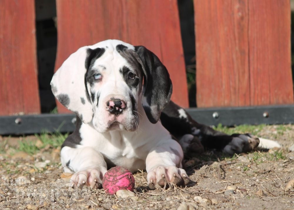 Black and white great store dane puppies for sale