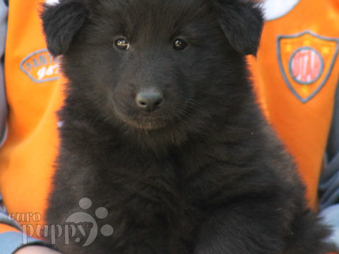 Belgian Sheepdog puppy for sale