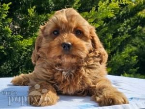 Cavapoo puppy for sale