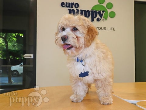 Cream Bear - Cavapoo Puppy for sale | Euro Puppy