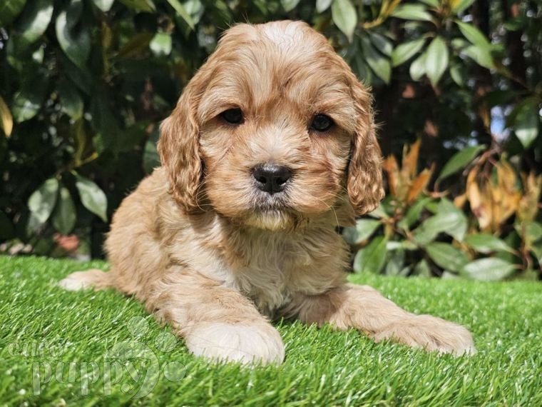 Non purebred sales puppies for sale