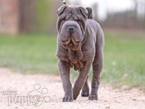 Chinese Shar-Pei puppy for sale