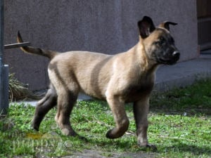 Pastor Belga Malinois cachorro en venta