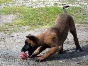 Belgischer Schäferhund welpen kaufen