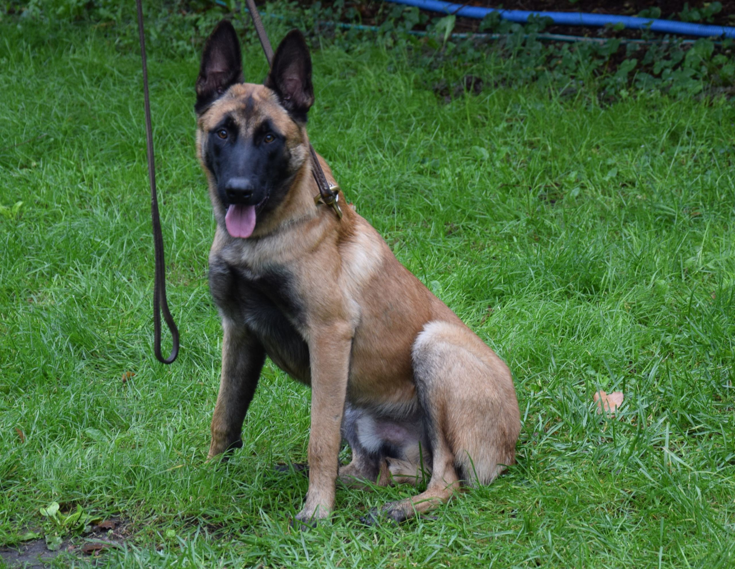 Silver fashion malinois for