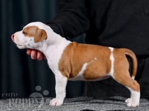 American Staffordshire Terrier puppy for sale