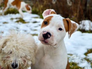 American Staffordshire Terrier cachorro en venta