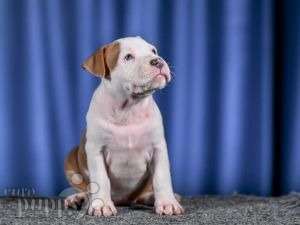 American Staffordshire Terrier cachorro en venta