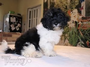 Havanese puppy for sale