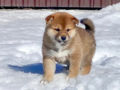 Shiba Inu puppy for sale