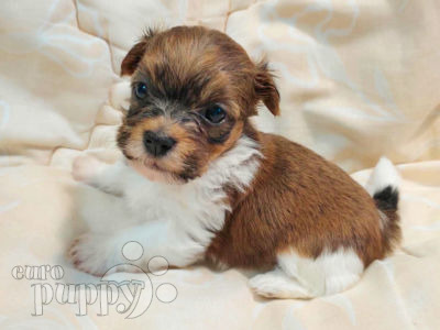 Havanese yorkie puppies for clearance sale