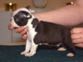 Boston Terrier puppy for sale