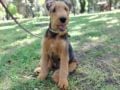 Airedale Terrier puppy for sale
