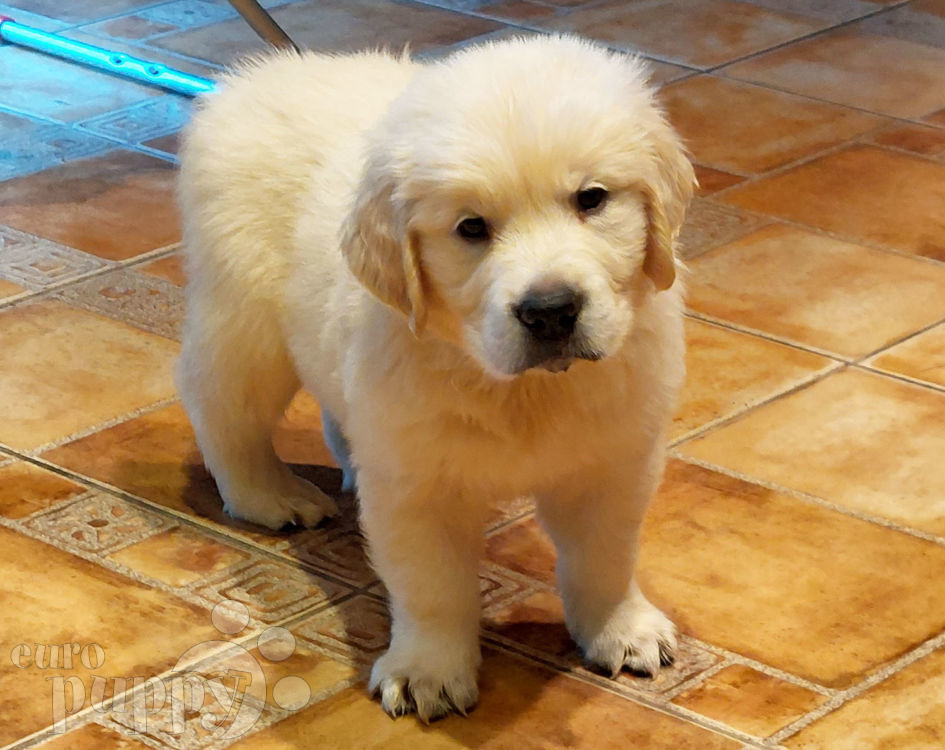 Find golden retriever 2024 puppies for sale