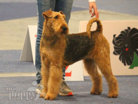 Airedale Terrier puppy for sale