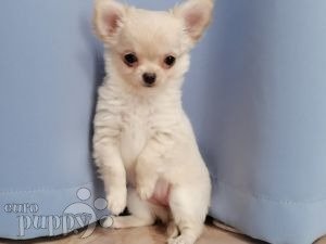 Buy chihuahua hot sale