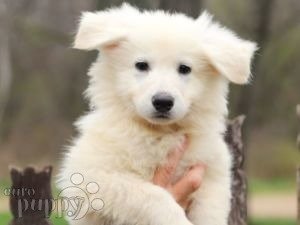 White Swiss Shepherd Dog puppy for sale
