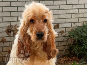 Show type cocker sale spaniel for sale