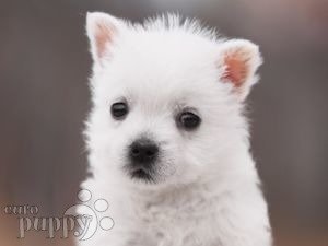 West Highland White Terrier cachorro en venta