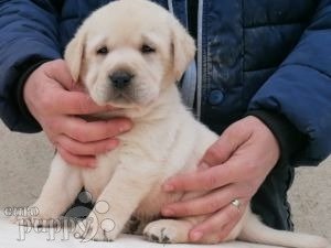 Labrador retriever hot sale for sale