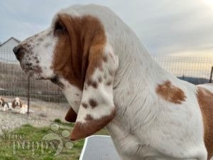 Newfoundland basset best sale hound mix