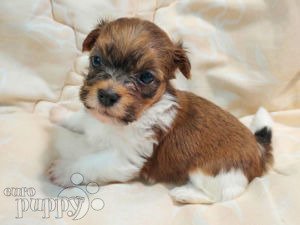 Havanese best sale puppies price