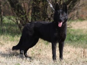 Russian german sale shepherd for sale