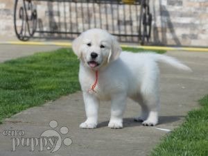 English puppies best sale for sale