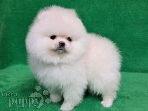 White pomeranian store puppy price