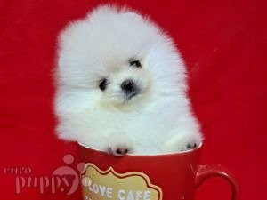 Maltese best sale pomeranian price