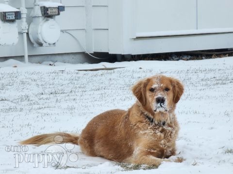 Beesly - Golden Retriever, Euro Puppy review from Germany