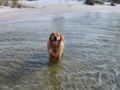 Beesly - Golden Retriever, Euro Puppy review from Germany