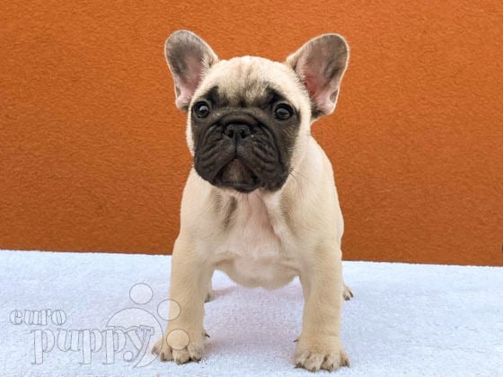 French Bulldog cachorro en venta
